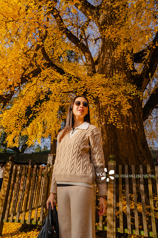秋季，女子欣赏金色的银杏树图片素材