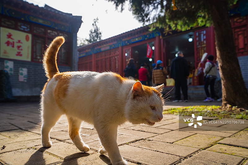 寺庙里的猫在庭院里走动，靠近游客图片素材