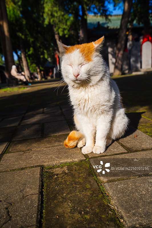 阳光下闭眼静坐的寺庙猫图片素材