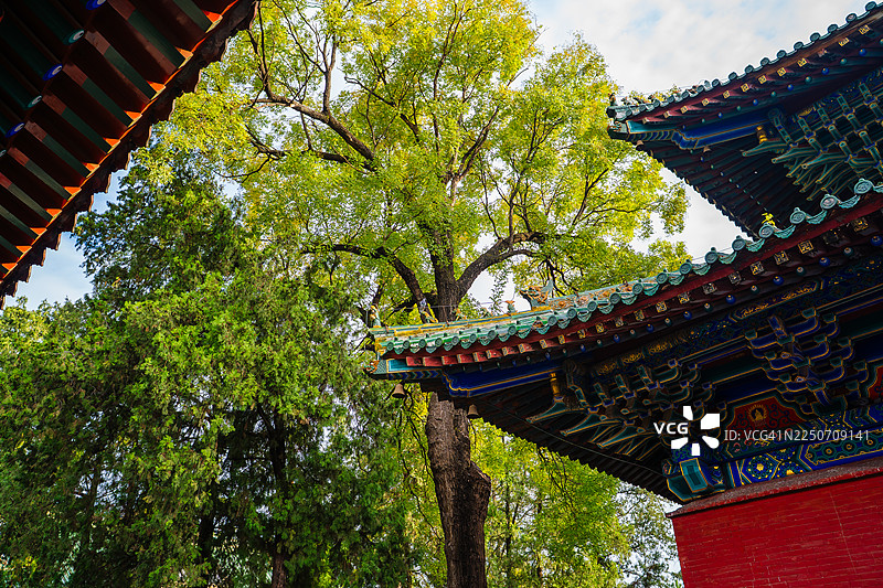 传统中式屋顶下的绿色树木图片素材