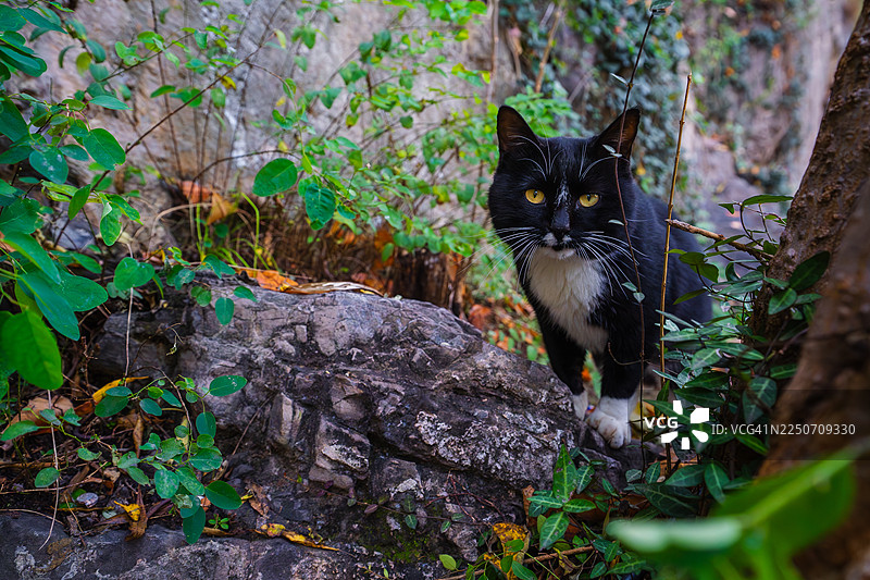 黑白猫在石子花园小路上探索图片素材