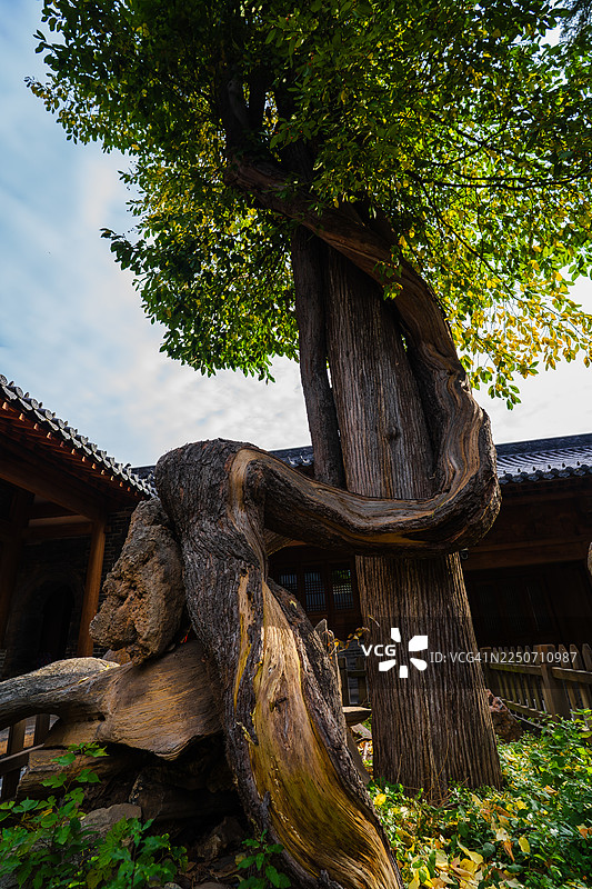 中式庭院里的古老扭曲的树图片素材