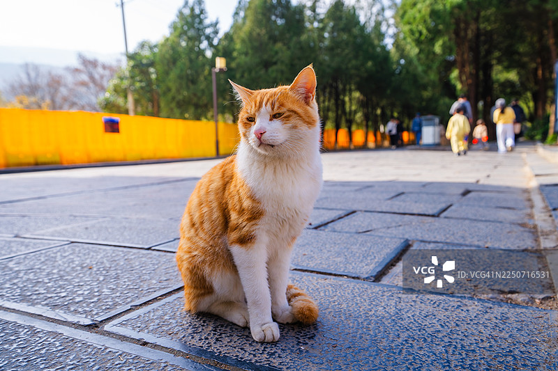 橘猫坐在阳光下的寺庙步道上图片素材