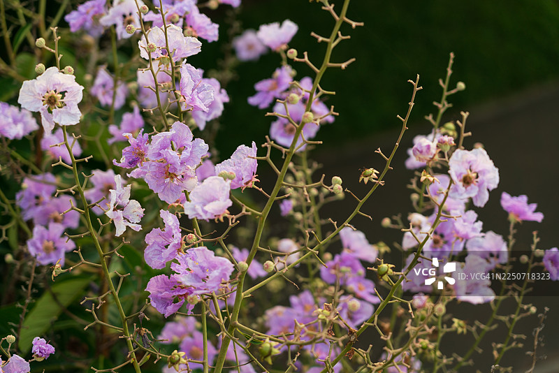大花紫薇图片素材
