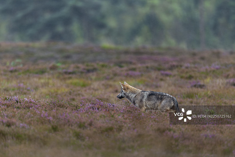 一只四个月大的狼崽（Canis lupus）在丹麦盛开的石南花丛中捕食老鼠图片素材
