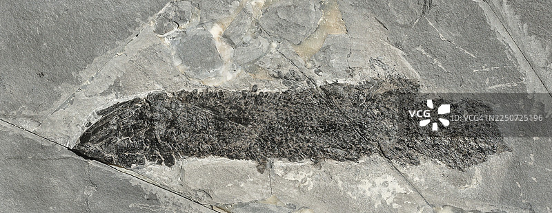 腔棘鱼 (Gyroptychius sp.)图片素材