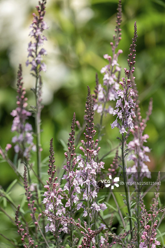 花园亚麻（紫亚麻），北莱茵-威斯特法伦州，德国图片素材