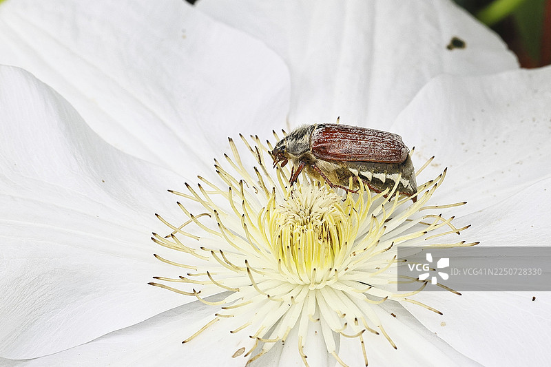 五月鳃金龟，田野鳃金龟（Melolontha melolontha），雌性在铁线莲（Clematis）花上，德国北莱茵-威斯特法伦州维尔恩斯多夫图片素材