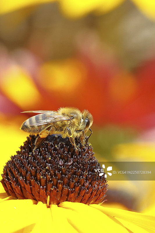欧洲蜜蜂（Apis mellifera）正在采集黄锥花（Echinacea paradoxa）的花蜜，它带着花粉内裤，身体上覆盖着花粉，宏观镜头拍摄，地点为德国北莱茵-威斯特法伦州的威尔恩斯多夫。图片素材