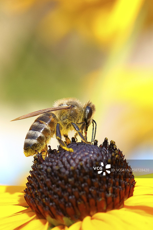 欧洲蜜蜂（Apis mellifera）从黄锥菊（Echinacea paradoxa）的花朵上采集花蜜，身体沾满了花粉，宏观镜头拍摄，德国北莱茵-威斯特法伦州威尔恩斯多夫。图片素材