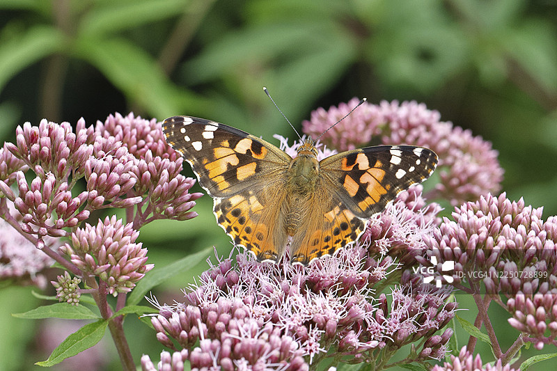 红花（锦纹蛱蝶）在森林小径上常见的水生森林（菊科）的花朵上，特写，德国北莱茵-威斯特法伦州维尔恩斯多夫图片素材
