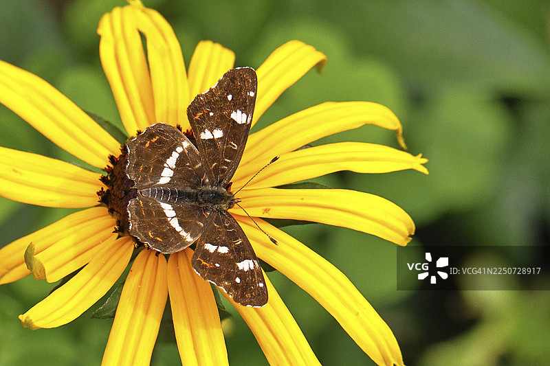 地图（Araschnia levana），夏季世代，展开翅膀，在黄锥花（Echinacea paradoxa）上，野外自然环境中，特写，野生动物，昆虫，蝴蝶，蝴蝶，德国北莱茵-威斯特法伦州威尔恩斯多夫图片素材