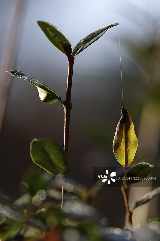 丝线上的秋叶，德国图片素材