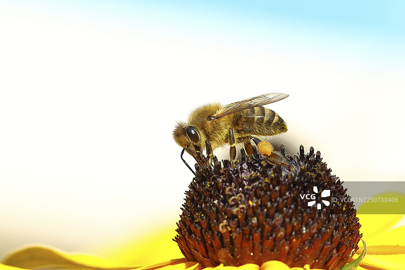 欧洲蜜蜂（Apis mellifera）正在采集黄锥花（Echinacea paradoxa）的花蜜，微距摄影，地点：德国北莱茵-威斯特法伦州威尔恩斯多夫。图片素材
