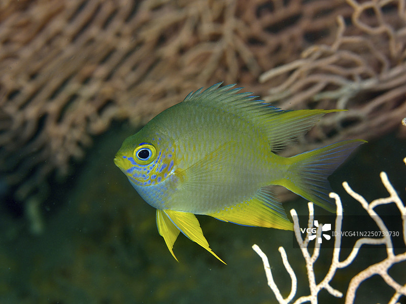 一条蓝黄色金斑海葵鱼(Amblyglyphidodon aureus)在珊瑚礁前游动。地点:印度尼西亚巴厘岛Penyapangan的Prapat潜水点。图片素材
