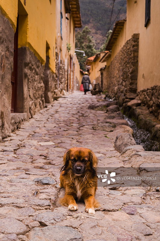 奥扬泰坦博的狗图片素材