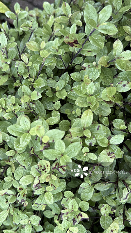 近景拍摄的卡胡胡植物绿叶图片素材