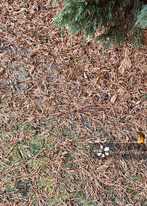 罗森柏树的针叶散落在地上，特写镜头图片素材