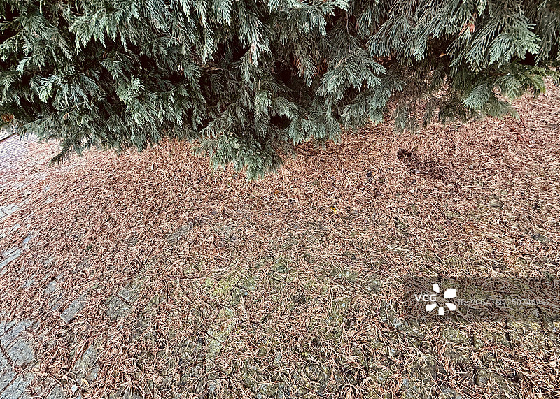 罗森柏的针叶近景散落在地上图片素材