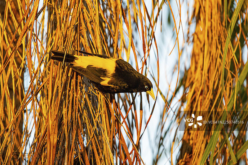 黄臀金鹂 (Cacicus cela) 巴西潘塔纳尔图片素材