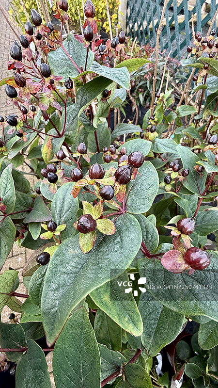 圣约翰草灌木的果实特写图片素材