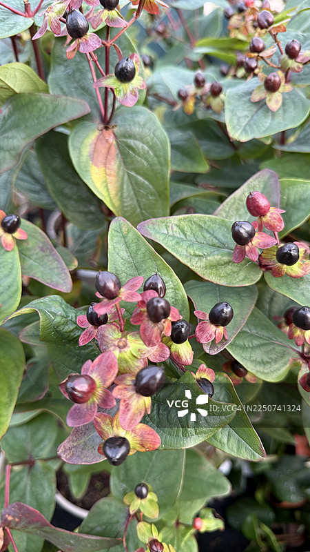 圣约翰草灌木特写，带有果实图片素材