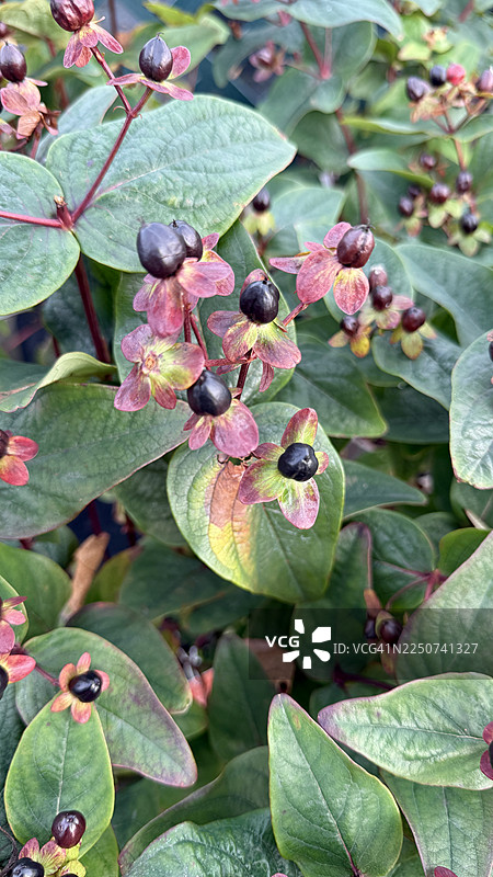 圣约翰草灌木的果实在特写镜头中图片素材