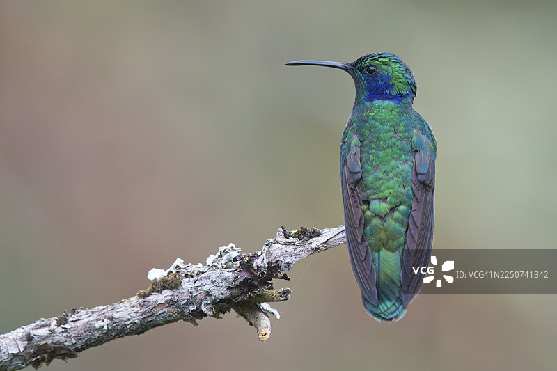 小紫耳蜂鸟（Colibri thalassinus），洛斯克萨莱斯国家公园，哥斯达黎加图片素材
