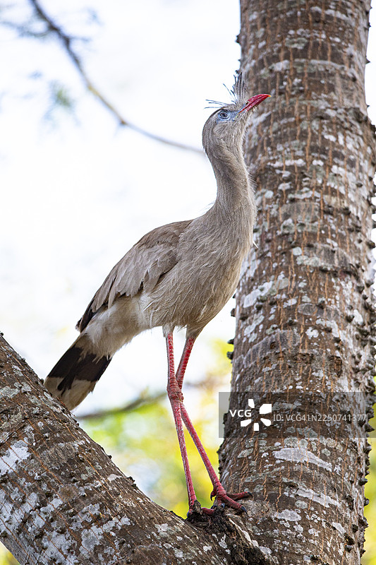 红脚楚亚马 (Cariama cristata) 巴西潘塔纳尔图片素材