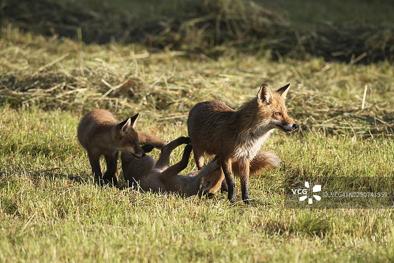 德国巴伐利亚州阿尔高地区，一只红狐（Vulpes vulpes）雌狐带着幼崽在割过的草地上图片素材