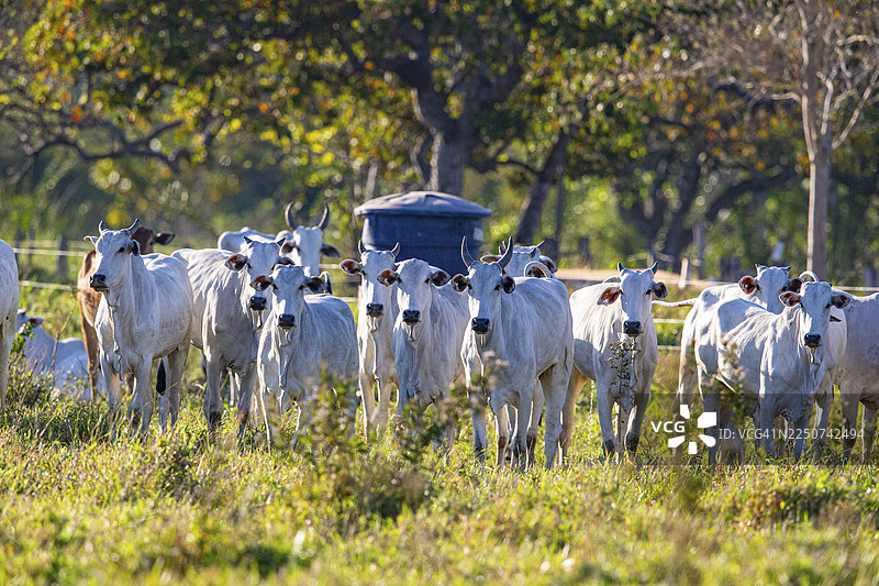 巴西潘塔纳尔的尼禄牛图片素材