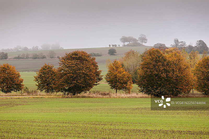 秋季色彩的农田景观，周围环绕着树木，笼罩在雾气中。图片素材