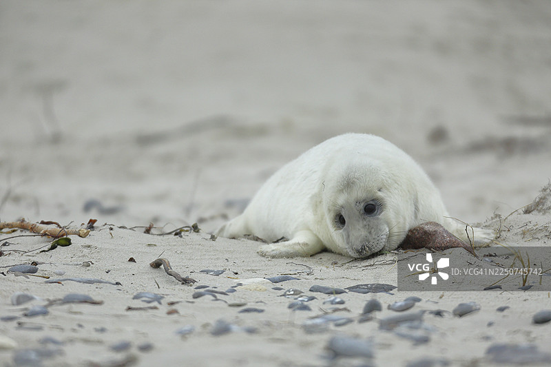 灰海豹（Halichoerus grypus）幼崽躺在海滩上，黑尔戈兰岛，沙丘，北海，岛屿，石勒苏益格-荷尔斯泰因州，德国图片素材