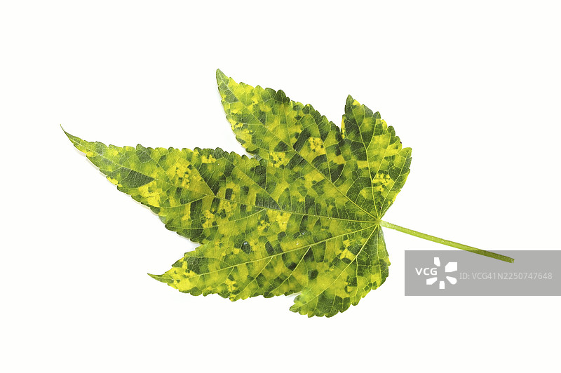 美丽的锦葵 'Goldprinz'（锦葵栽培品种），叶片置于白色背景上，观赏植物图片素材