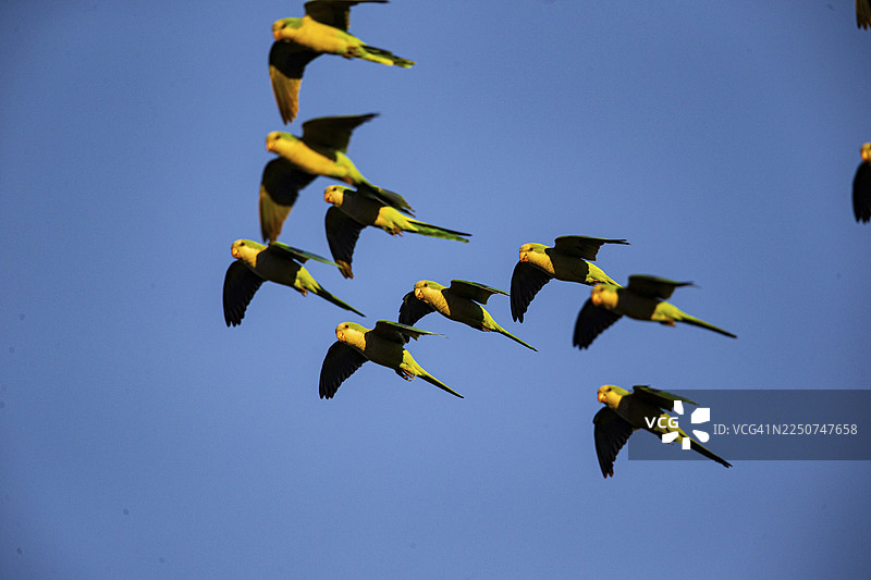 和尚鹦鹉 (Myiopsitta monachus) 巴西潘塔纳尔图片素材