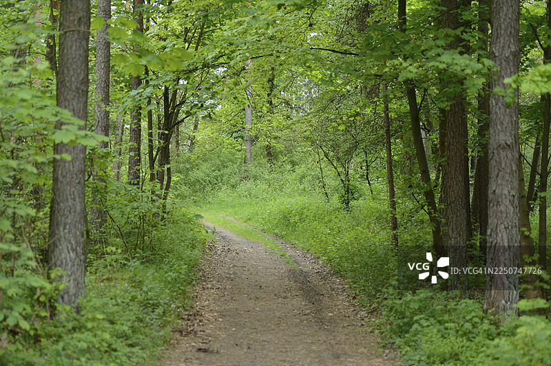 春季穿过森林的步道风景，上普法尔茨图片素材