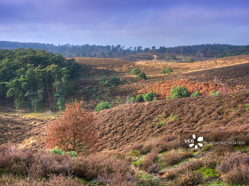 秋天的波斯班克（赫里克赫伊泽尔维尔德）在雷登和阿纳姆附近图片素材