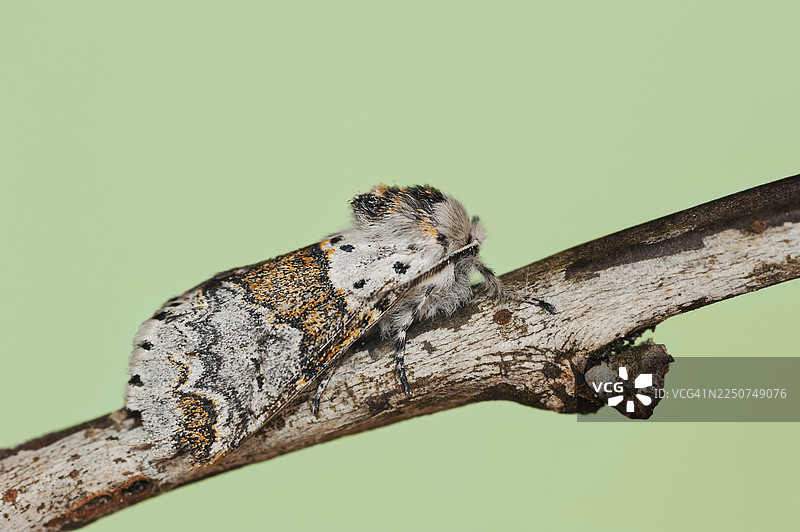 柳叶栉角蛾 (Furcula furcula)，德国北莱茵-威斯特法伦州图片素材