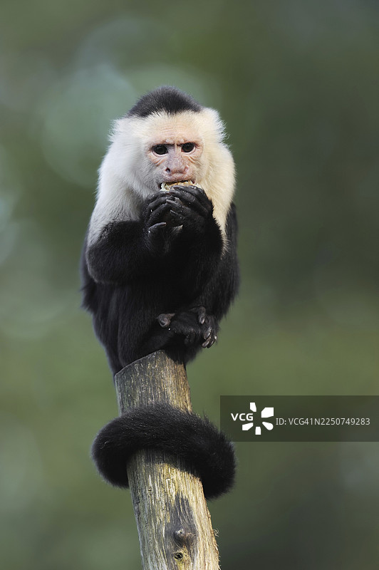 白肩卷尾猴或白头卷尾猴 (Cebus capucinus)，取食，圈养，产于南美洲图片素材