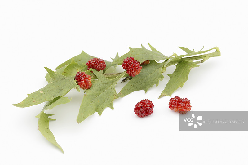 草莓菠菜（藜科草莓菠菜，藜科番杏），白底上的叶子和果实，蔬菜和观赏植物图片素材