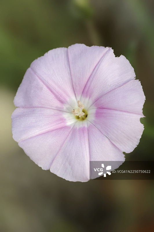坎塔布里亚牵牛花(Convolvulus cantabrica),花,普罗旺斯,法国南部图片素材