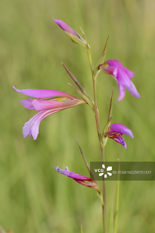 伊利里亚剑兰或野剑兰（Gladiolus illyricus），花朵，卡马格，普罗旺斯，法国南部图片素材
