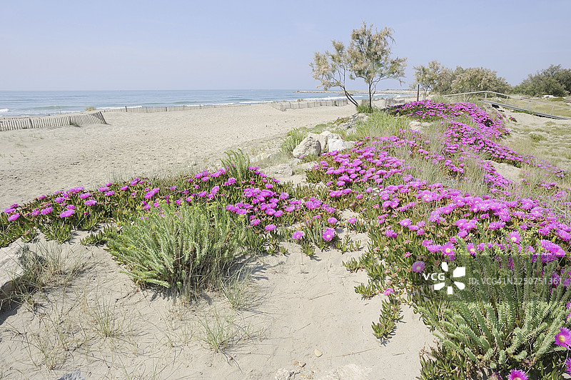 海滩上的红正午花或赫腾特菲格 (Carpobrotus acinaciformis)，法国南部普罗旺斯卡马格图片素材
