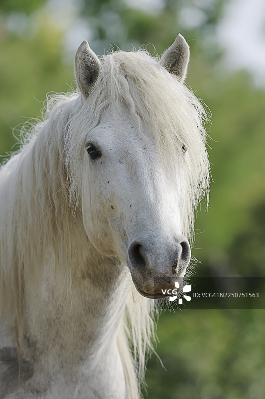 卡马格马，肖像，卡马格，普罗旺斯，法国南部图片素材