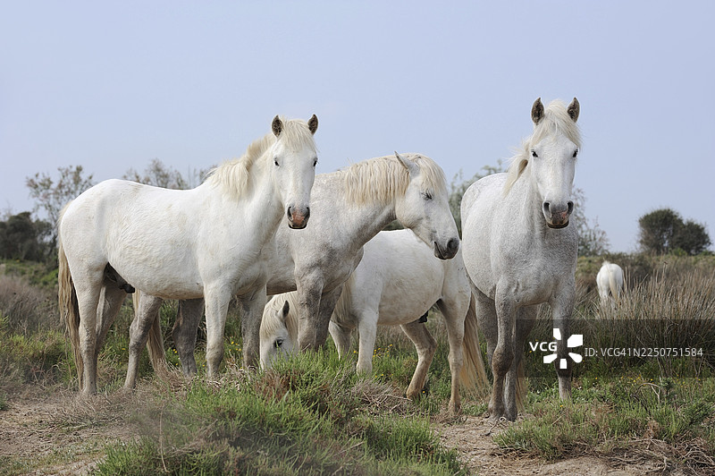 卡马格公马，公马，卡马格，普罗旺斯，法国南部图片素材