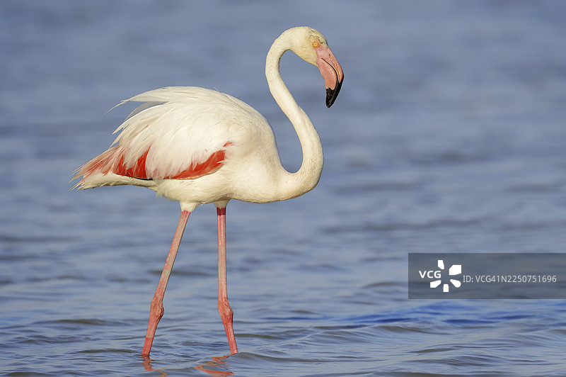 大红鹳（Phoenicopterus roseus），法国南部普罗旺斯卡马格图片素材