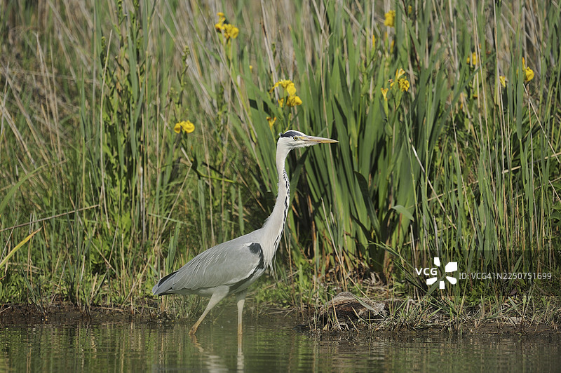 灰鹭（Ardea cinerea），法国南部普罗旺斯卡马格图片素材