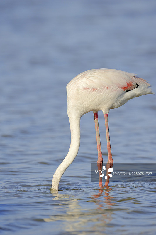 大红鹳（Phoenicopterus roseus）在法国南部普罗旺斯卡马格地区觅食图片素材