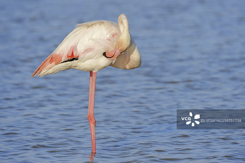 大红鹳（Phoenicopterus roseus）在梳理羽毛，法国南部普罗旺斯卡马格图片素材