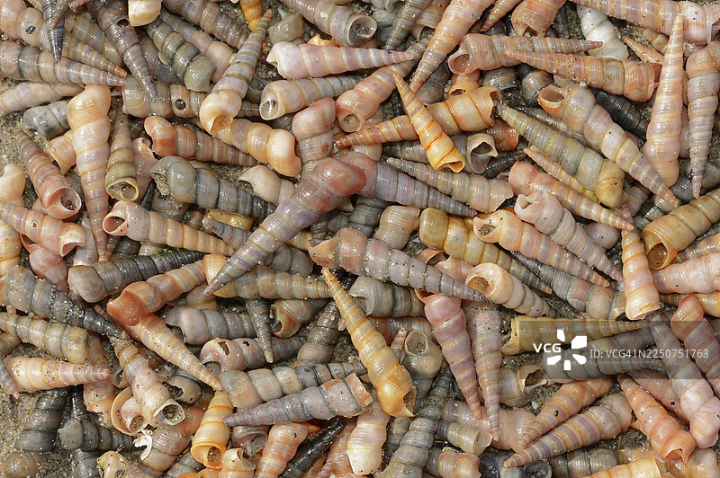 海滩上常见的螺旋塔螺（Turritella communis）空壳，法国南部普罗旺斯卡马格图片素材